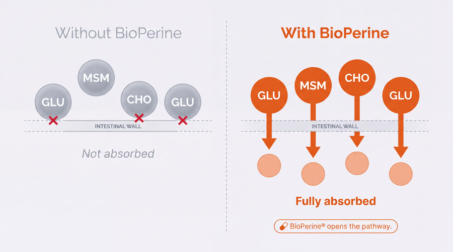 BioPerine absorption diagram